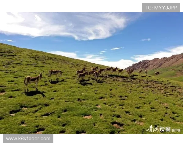 牛牛与生态环境的和谐共生关系详解